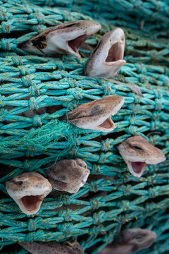Sharks caught in Net as bycatch - Destruction of fishing industry and trolling boats - Small-spotted Catshark - Scyliorhinus Canicula