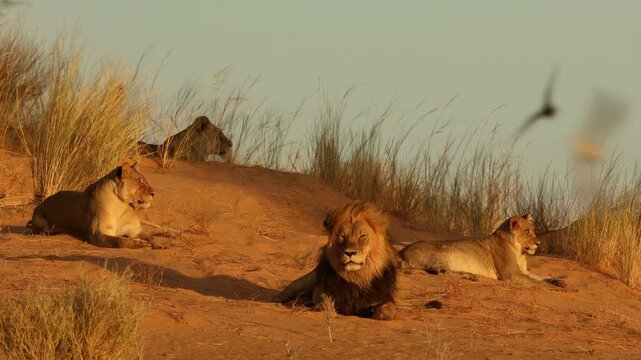 An African lion (Panthera leo) pride resting on a red sand dune in early morning light, Kalahari desert, South Africa