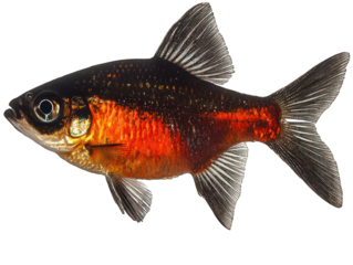 Fiery fish with dark back, bright orange belly, and translucent fins swims left
