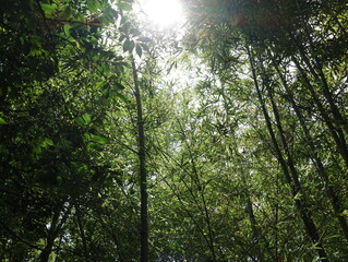 大高緑地公園の竹林の風景