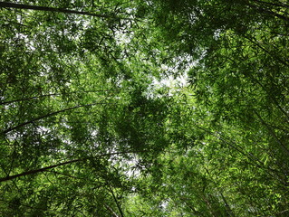 大高緑地公園の竹林の風景