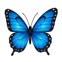 Vibrant blue morpho butterfly with intricate wing patterns on black background
