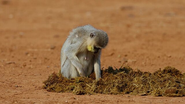 A vervet monkey (Cercopithecus aethiops) foraging in elephant dung, Kruger National Park, South Africa