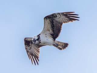 空を飛ぶミサゴ