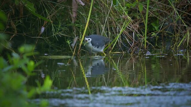 White-breasted Waterhen - Amaurornis phoenicurus waterbird of the rail and crake family, Rallidae, widely distributed across South and Southeast Asia, dark slaty birds with white face, breast and bell