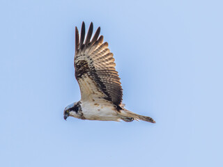 空を飛ぶミサゴ