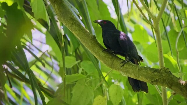 Black-billed koel Eudynamys melanorhynchus cuckoo bird in Cuculidae endemic to forest and woodland on Sulawesi. Beautiful black bird with red eyes on the branch in green forest background.