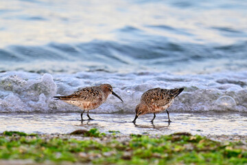 Obraz premium Sichelstrandläufer // Curlew sandpiper (Calidris ferruginea)