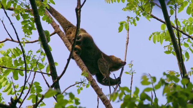 Sulawesi bear cuscus, also Sulawesi bear phalanger Ailurops ursinus, cute arboreal marsupial in Phalangeridae endemic to Sulawesi, tropical moist lowland forest, diurnal, folivorous, in the tree.