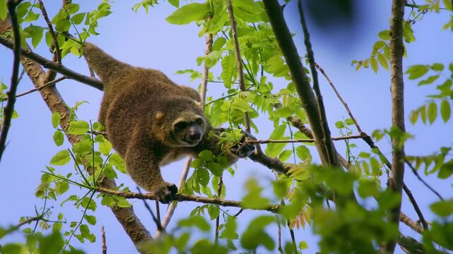 Sulawesi bear cuscus, also Sulawesi bear phalanger Ailurops ursinus, cute arboreal marsupial in Phalangeridae endemic to Sulawesi, tropical moist lowland forest, diurnal, folivorous, in the tree.