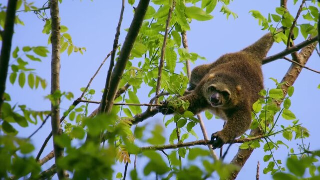 Sulawesi bear cuscus, also Sulawesi bear phalanger Ailurops ursinus, cute arboreal marsupial in Phalangeridae endemic to Sulawesi, tropical moist lowland forest, diurnal, folivorous, in the tree.