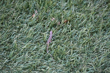 Obraz premium mała jaszczurka na zielonej trawie