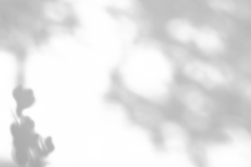 Abstract natural tree leaves shadow on white wall background