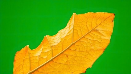 Fototapeta premium A close up of a yellow leaf with visible veins and some damage against a green background space