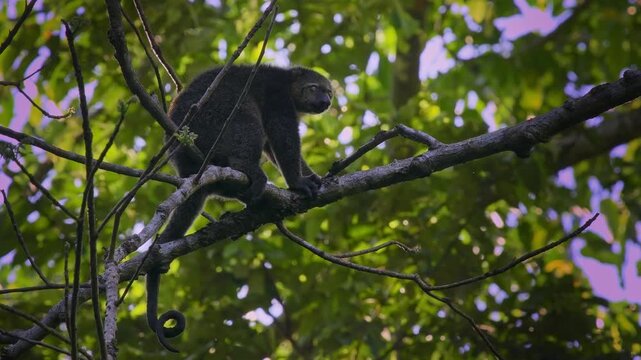Sulawesi bear cuscus, also Sulawesi bear phalanger Ailurops ursinus, cute arboreal marsupial in Phalangeridae endemic to Sulawesi, tropical moist lowland forest, diurnal, folivorous, in the tree.