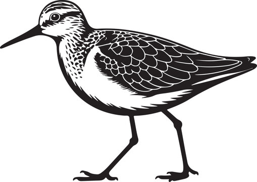 Black and white vector illustration of a sandpiper bird