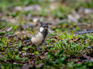 地面を歩くシジュウカラ