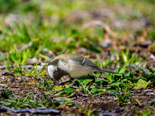 地面を歩くシジュウカラ