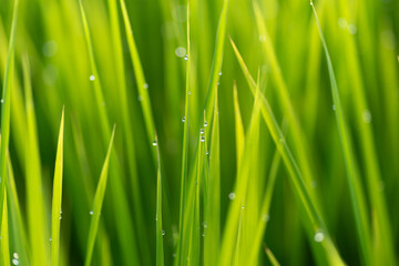 朝露に濡れる稲穂	