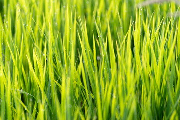 朝露に濡れる稲穂	