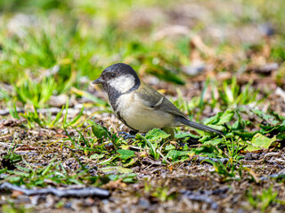 地面を歩くシジュウカラ