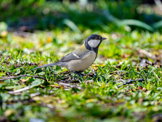 地面を歩くシジュウカラ
