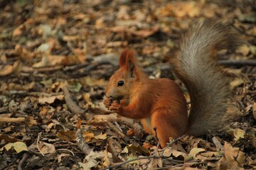 squirrel eating nut