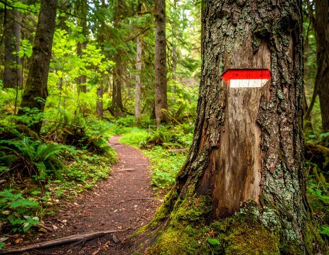 Forest trail marker (1) - Powered by Adobe