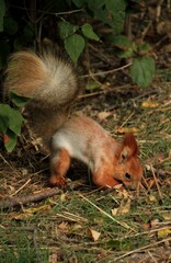 squirrel hides a nut