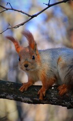Portrait of a red squirrel 