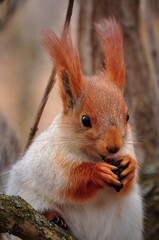 Portrait of a red squirrel 