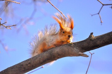 squirrel  sits on a tree