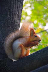 Portrait of a squirrel eating nut