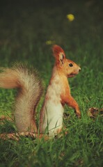 squirrel on the  green grass