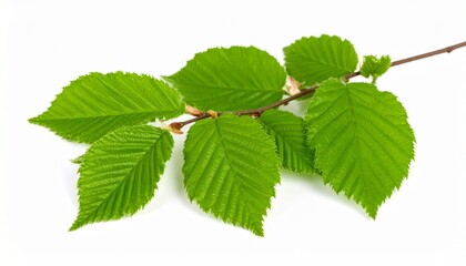 Fototapeta premium branch with green leaves