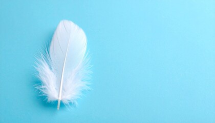white feather on blue background