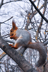 a squirrel sits on a tree and holds a nut in its paws