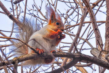 a squirrel sits on a tree and holds a nut in its paws