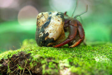  Caribbean hermit crab (Coenobita clypeatus) in Cahuita National Park, Costa Rica