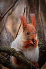 red squirrel in the park