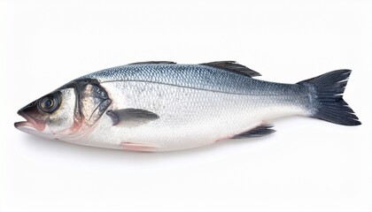 Fototapeta premium fresh fish on white background