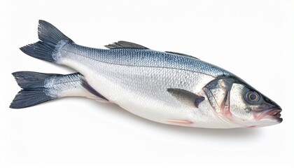 Obraz premium fresh fish on white background