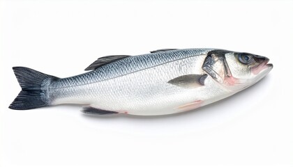 Obraz premium fresh fish on white background