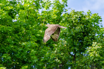 Wild buzzard flying through bright green spring trees in forest canopy. Buzzard in full flight gliding across lush spring foliage, captured against vibrant green woodland background.