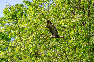 Wild buzzard flying through bright green spring trees in forest canopy. Buzzard in full flight gliding across lush spring foliage, captured against vibrant green woodland background.