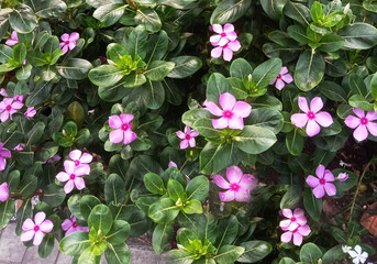 Vibrant pink vinca flowers blooming in lush green foliage