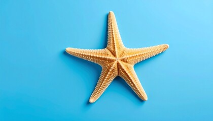 starfish on blue background