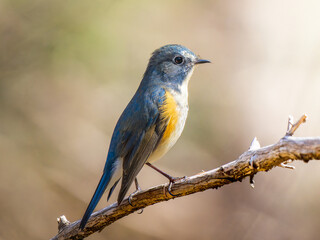 枝にとまるルリビタキ