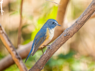 Obraz premium 枝にとまるルリビタキ