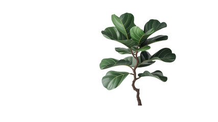 Lush Green Fiddle Leaf Fig Branch on Transparent Background